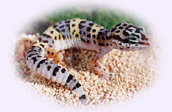 Leopard Gecko, Eublepharis macularius