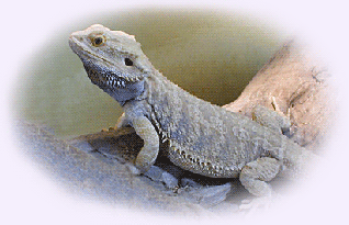 Bearded Dragon, Pogona vitticeps